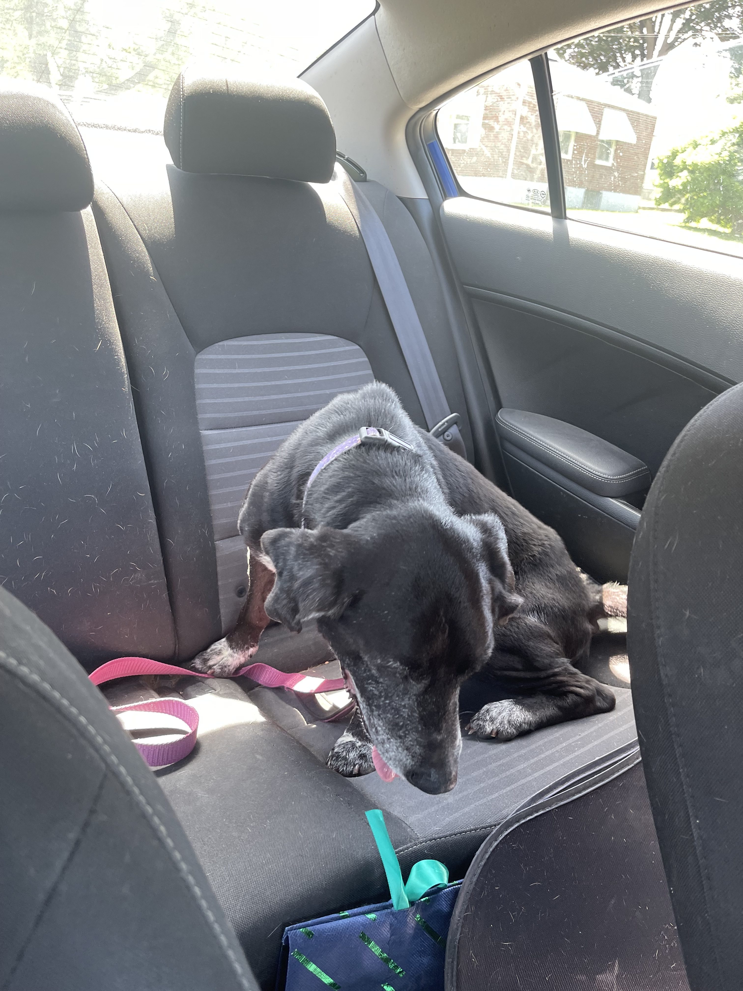 🐕🐾The Legend of Pepe 🦨💨